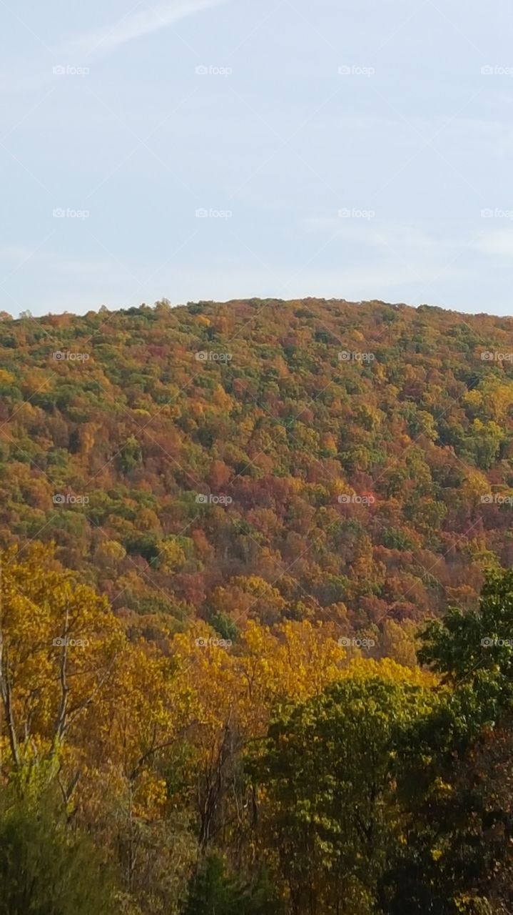 Tree, Fall, Landscape, Nature, Wood