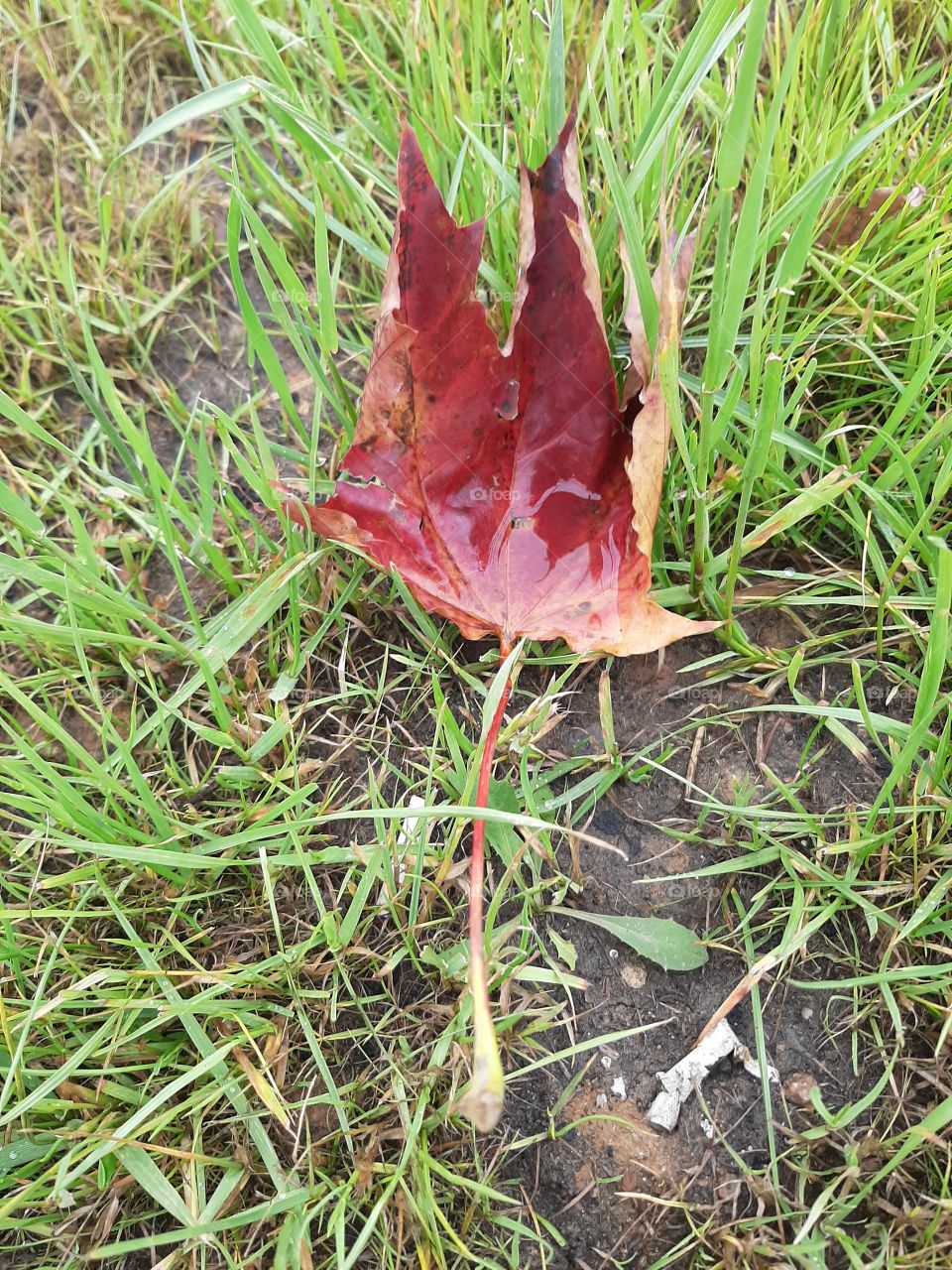 Осень   пришла