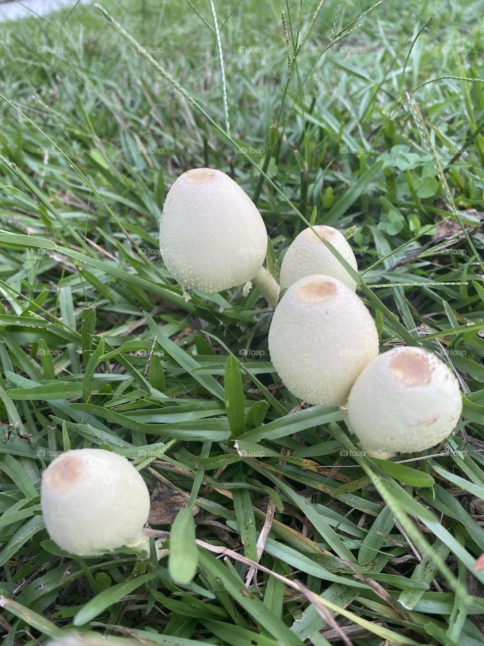 Beautiful white mushrooms 