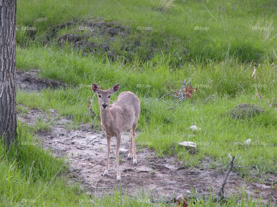 Deer in park 