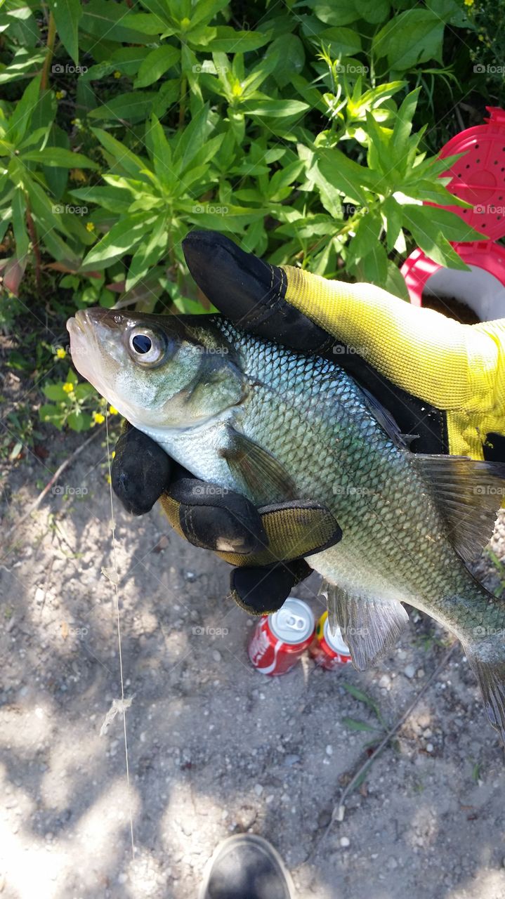white perch. This picture was taken while fishing in the Passaic river in NJ,catch and release.
