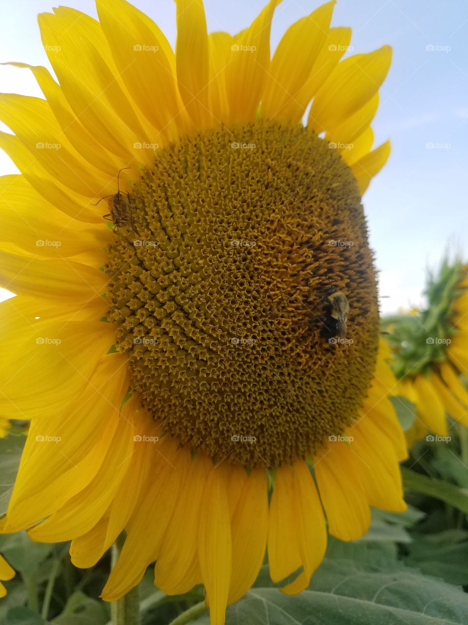 Bee on Sunflower