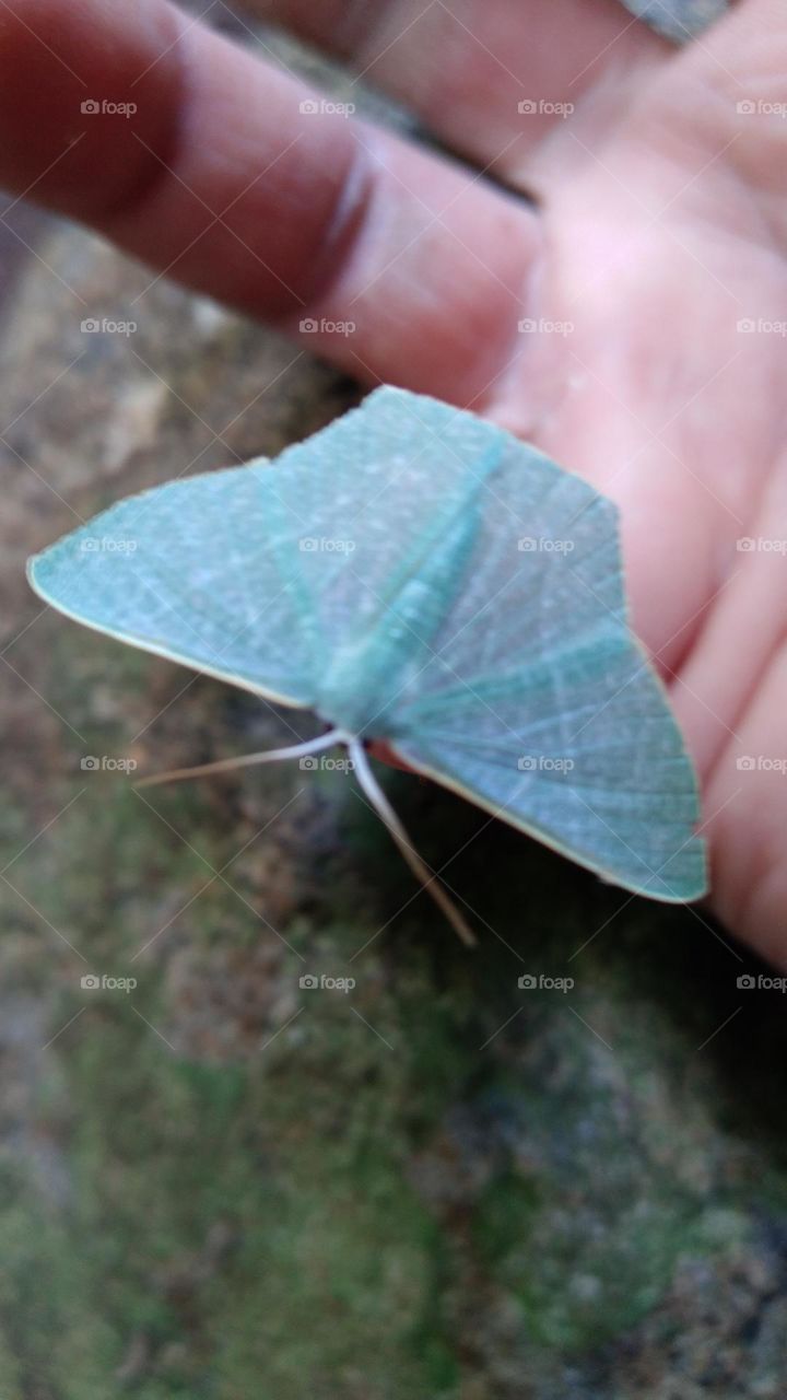 Little cyan blue butterfly perched on the finger