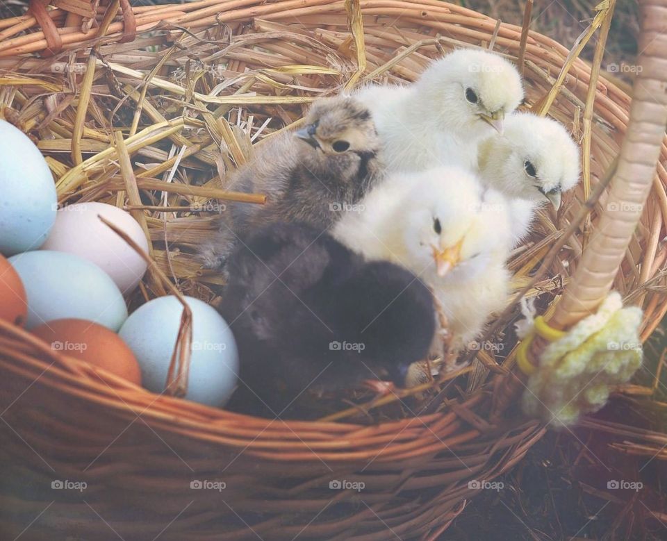 Eggs and chicks 