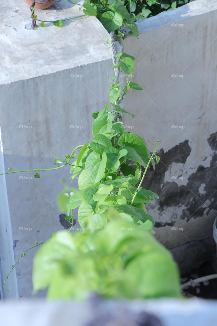 Giloy vine :urban nature plants