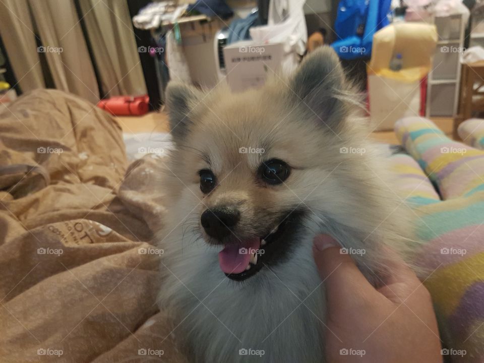 smile dog with owners