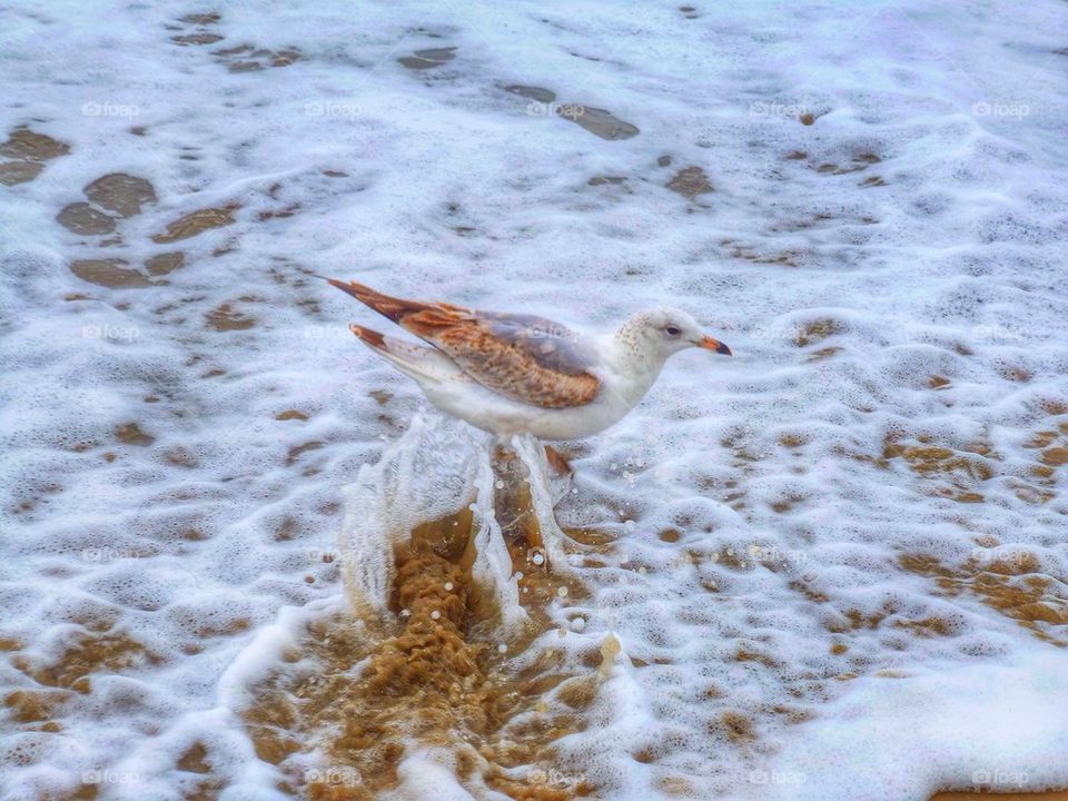 Seagull