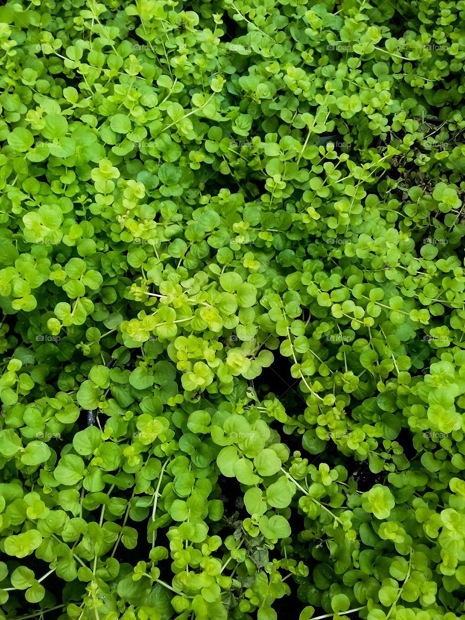 Hojas verdes 💚