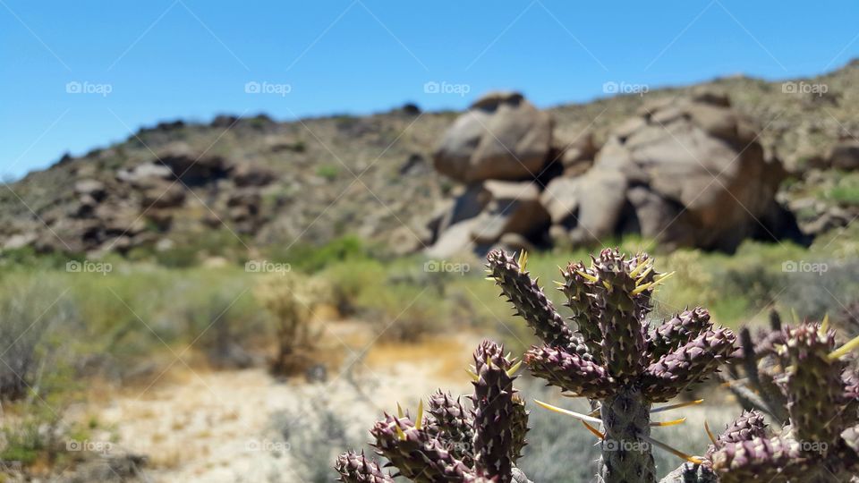 small cactus in foreground  of desert hill