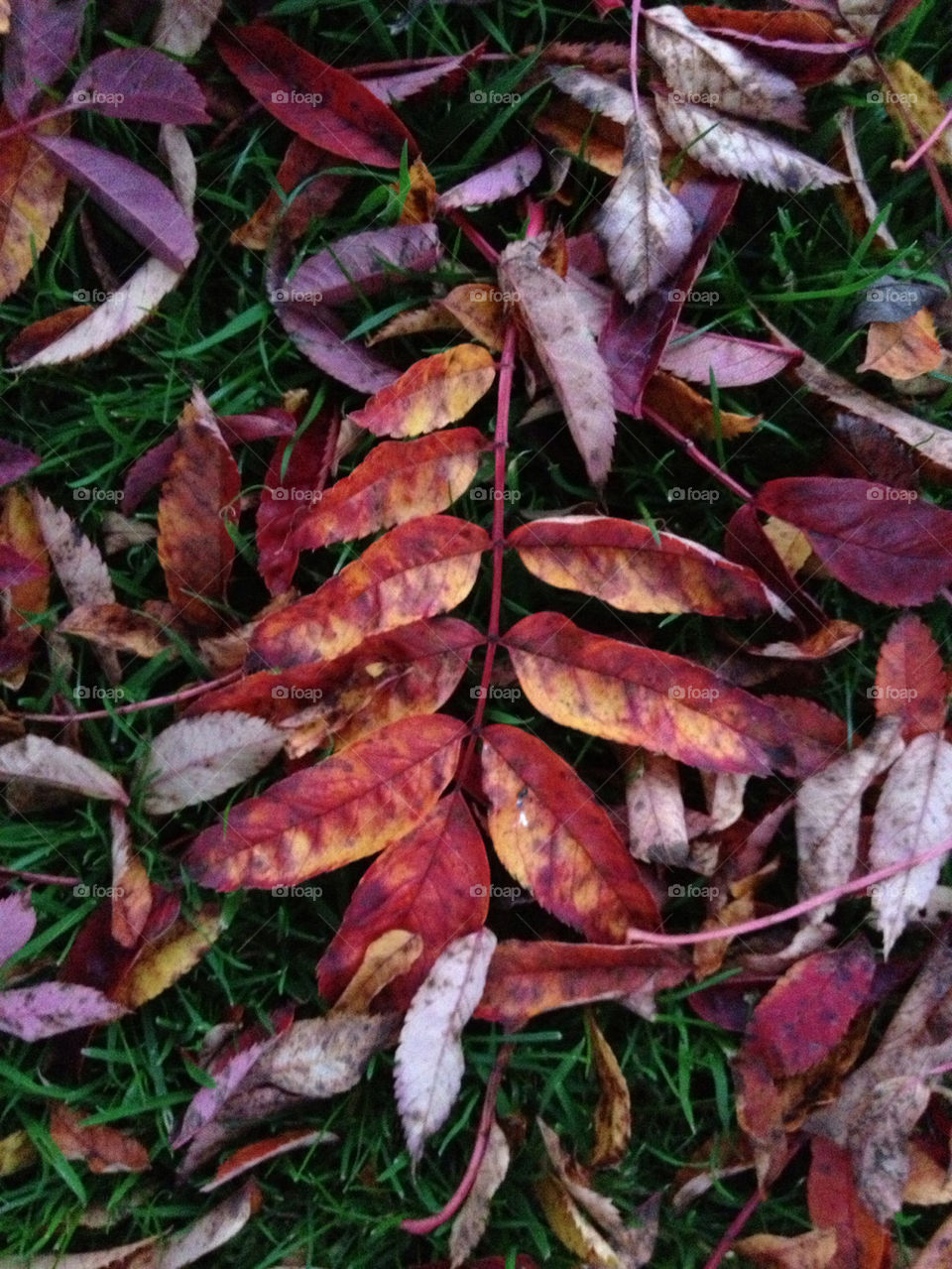 winter red tree leaves by strddyeddy