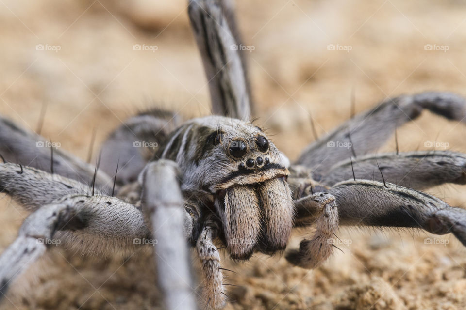 Close-up and macro.