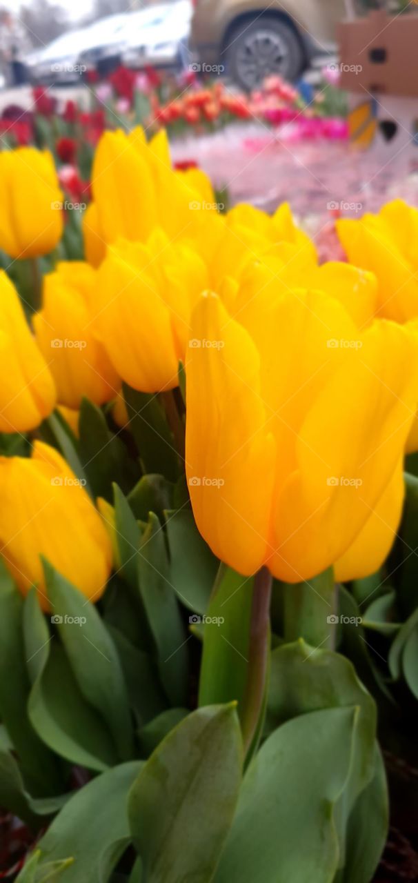 Yellow tulips