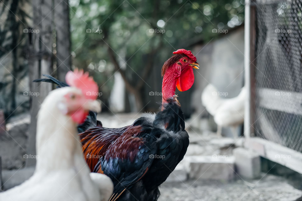 Colorful rooster on the farm. close up portrait