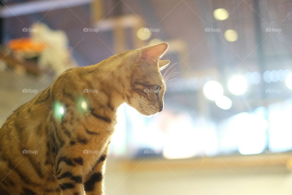 Cat And Light