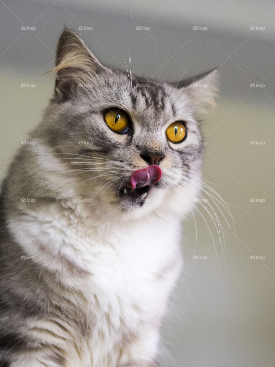 Close-up of cat sticking out tongue