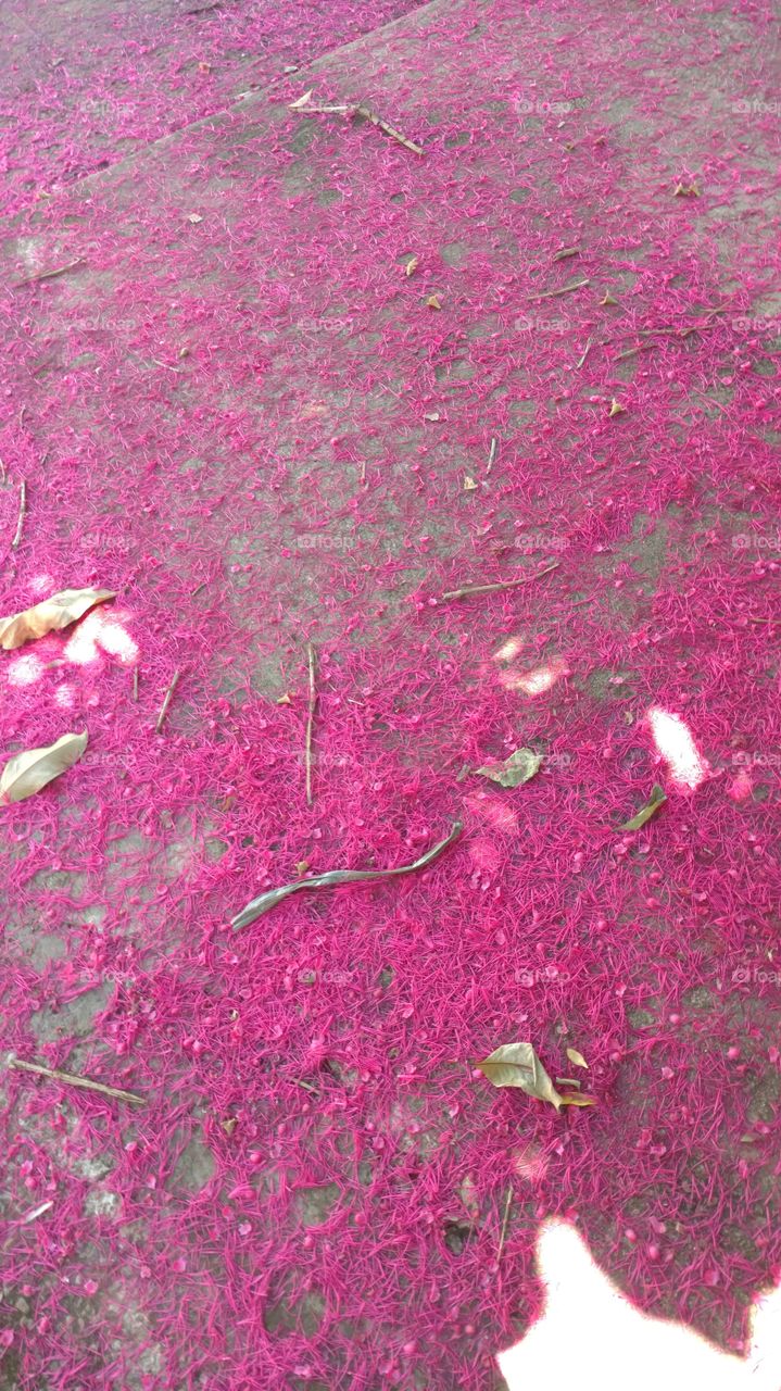 Pink Carpet