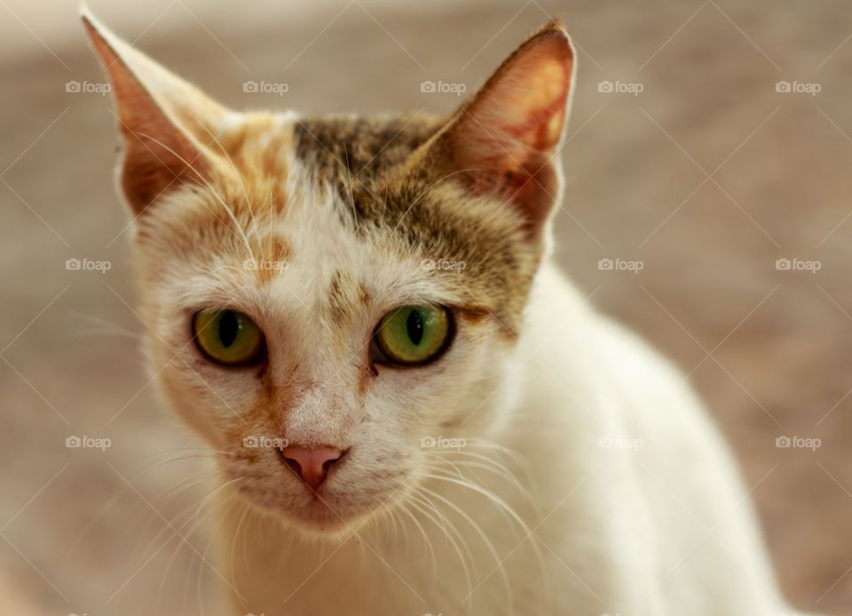portrait of a pet cat