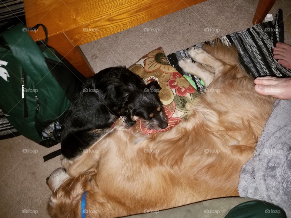 A golden retriever and dachshund sharing the floor pillow.