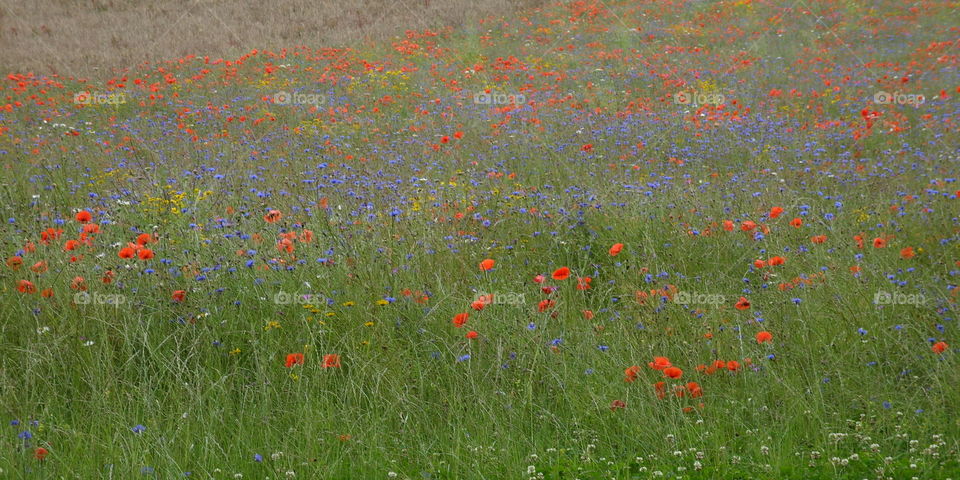 wild flower meadow