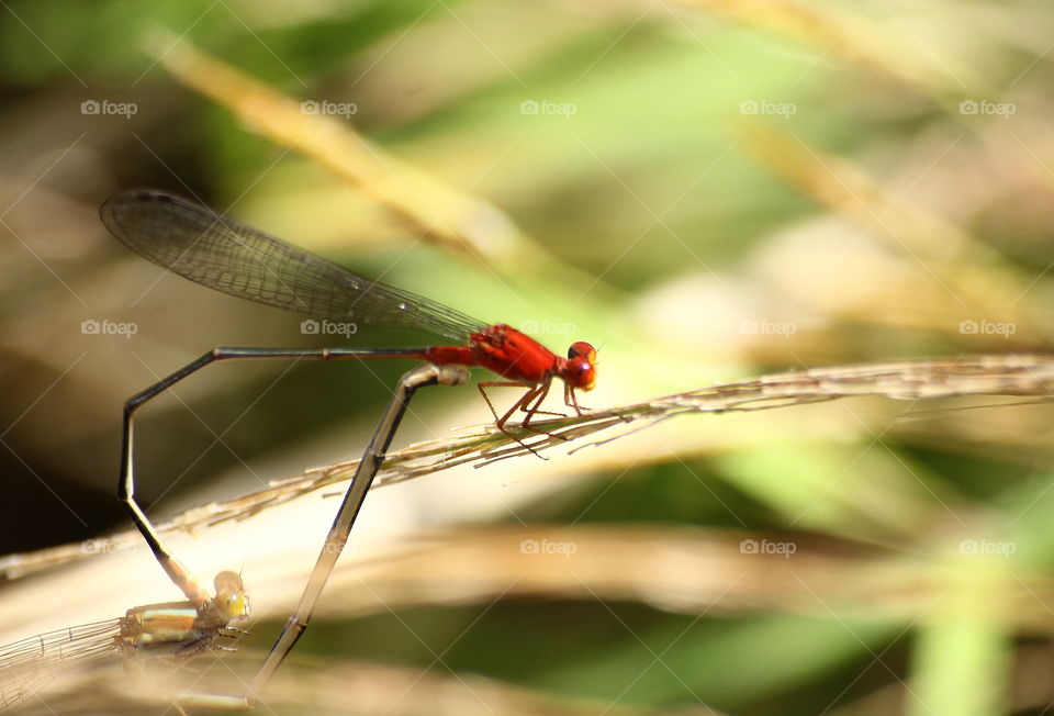 Pseudagrion p. declaratum. Completed wheels pose to the male's tranfered into the female one. The male's red body thorax at the picture.