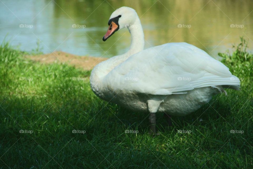 swan standing by the pond