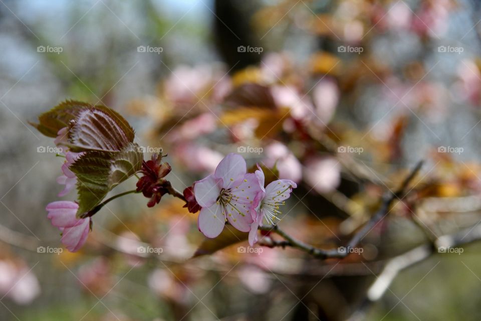 sakura in the forest