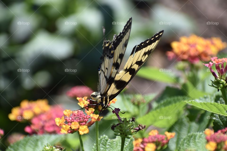 Butterfly On Colorful Flowers