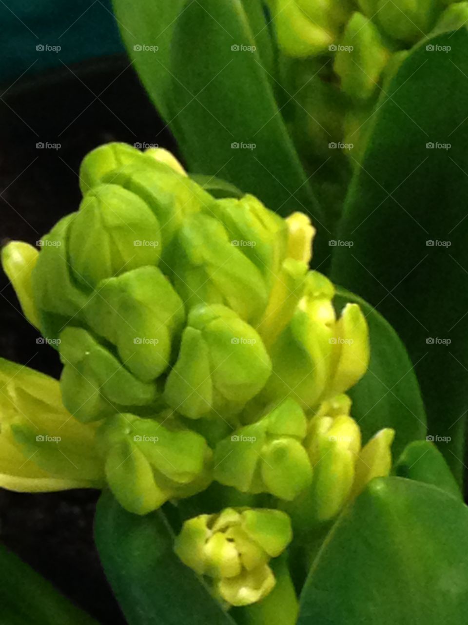 House plants in pots