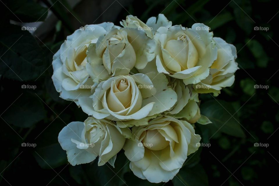 White roses