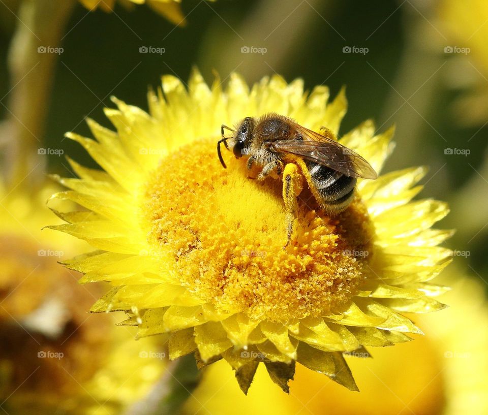 A bee dusted with pollen forages on a yellow flower