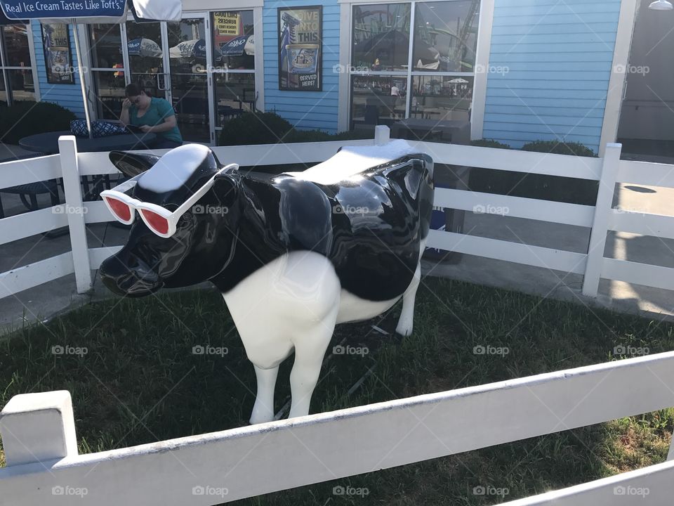 Cool Cow
Cedar Point
Ohio 