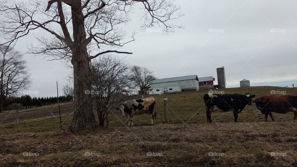 A Very Windy March Spring Day