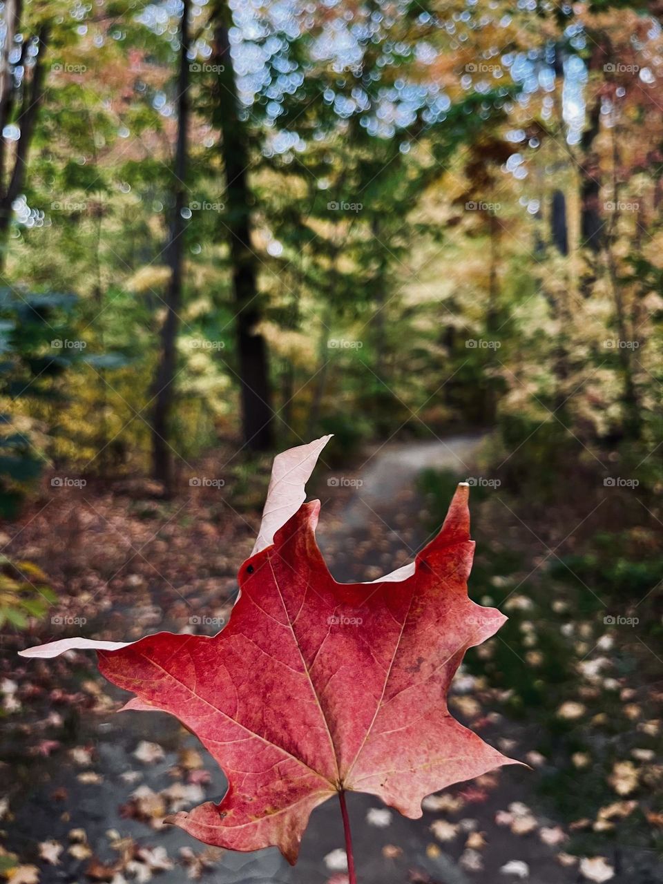 Red colour maple leaf on Fall background 