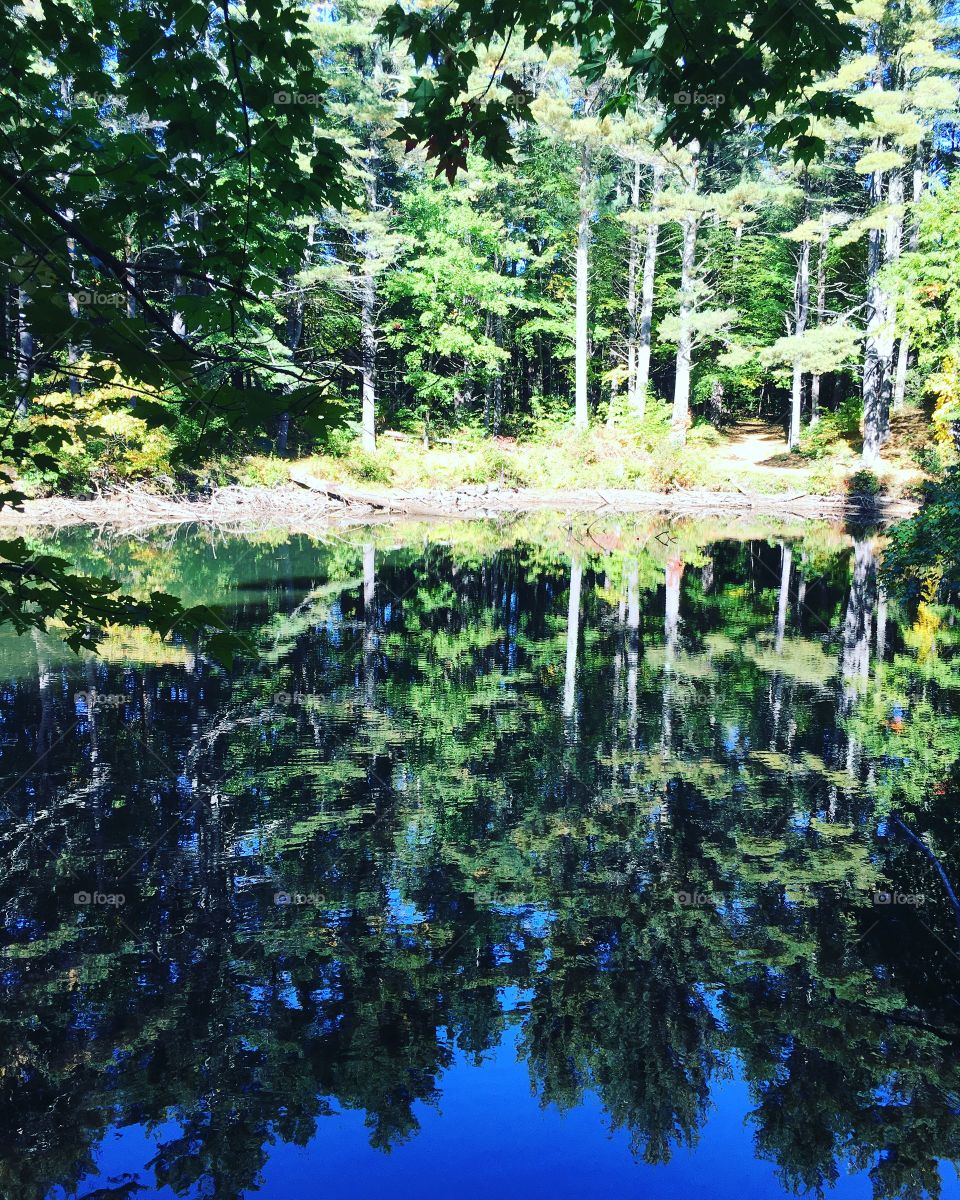 Water and trees