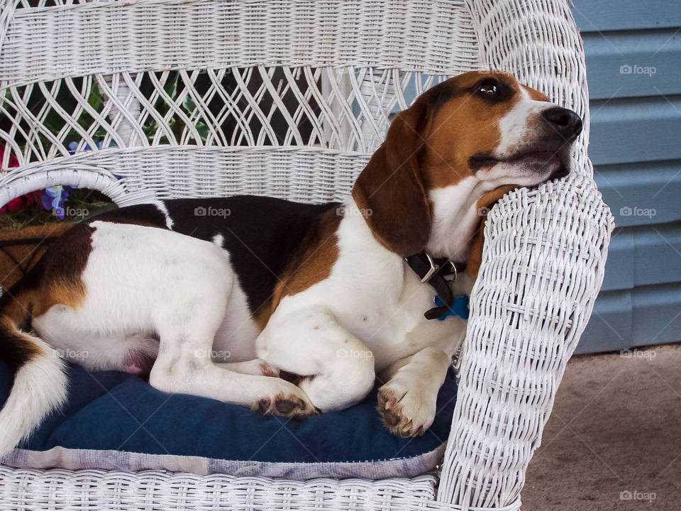 Beagle relaxing on a wicker chair