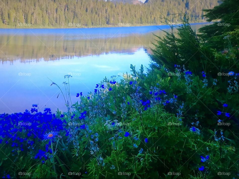 Landscape in America 