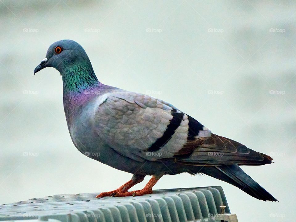 Bird photography  - Dove