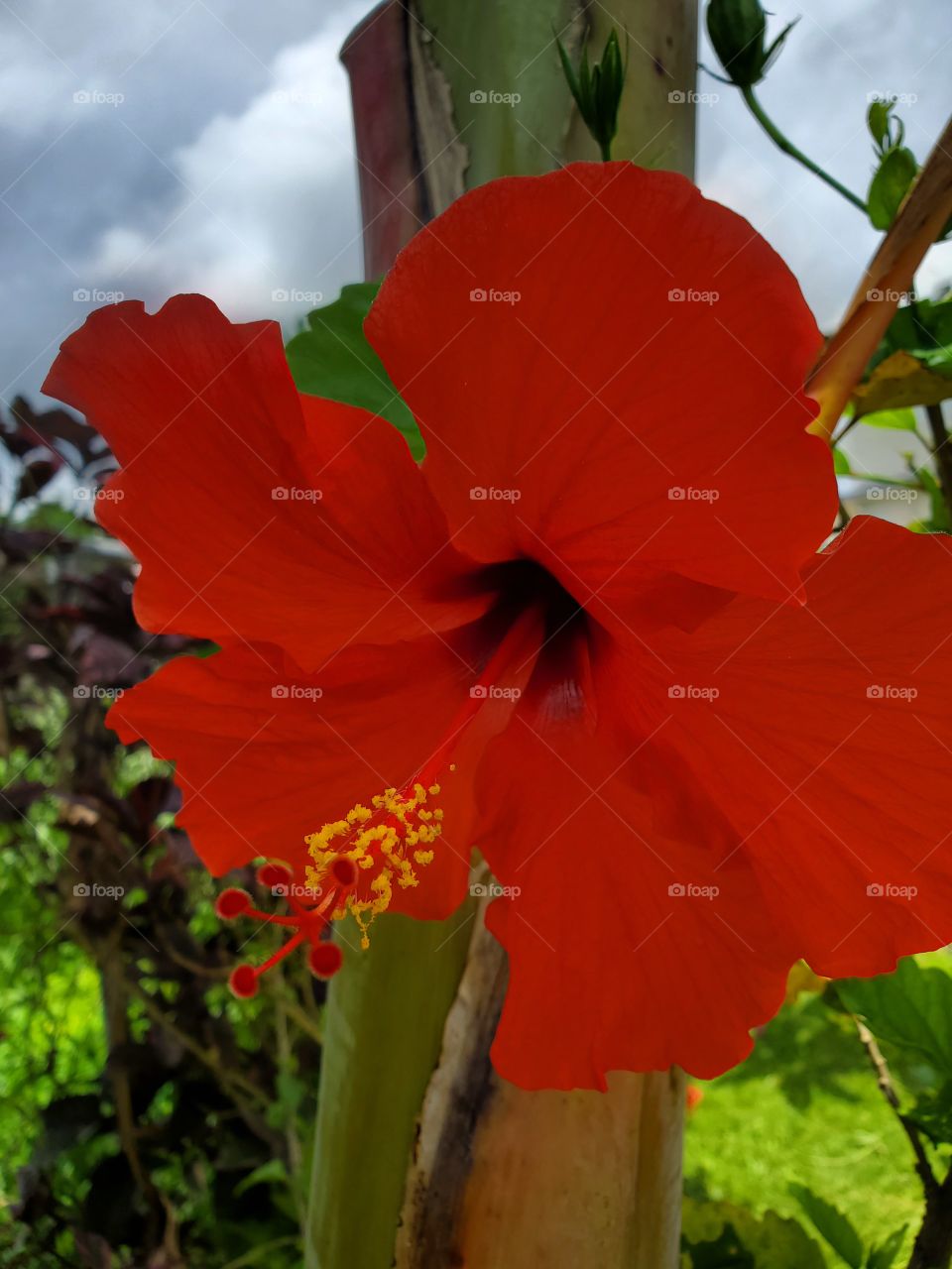 hibiscus