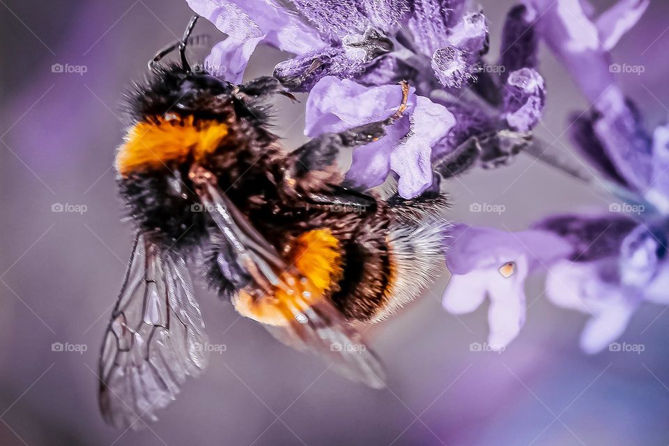 A bunble bee