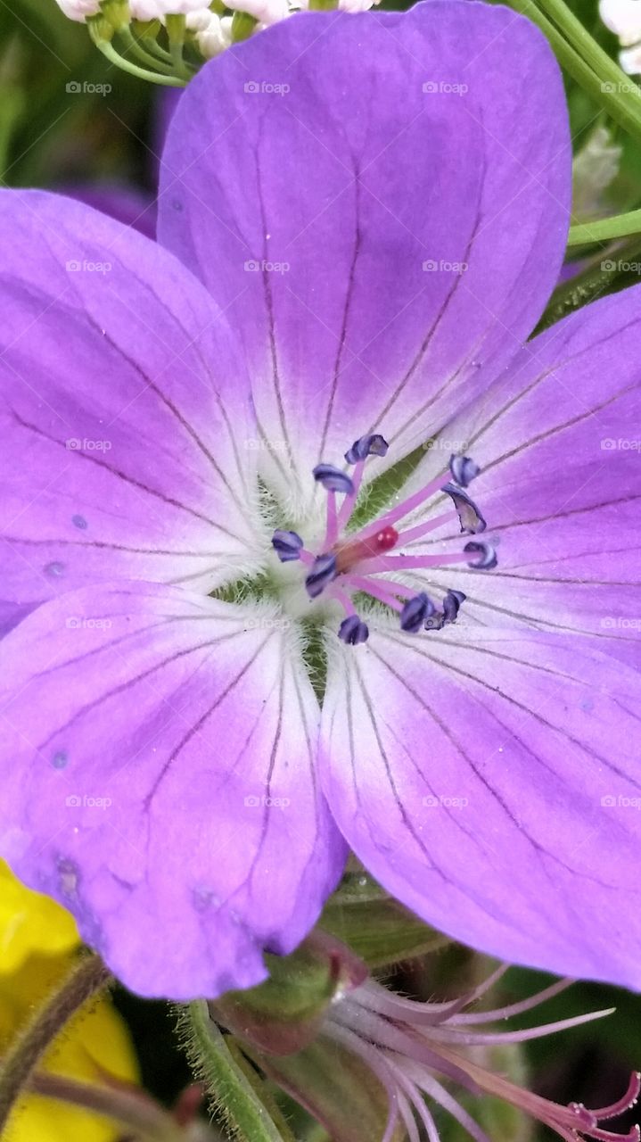 Midsummer flower Close-up!
