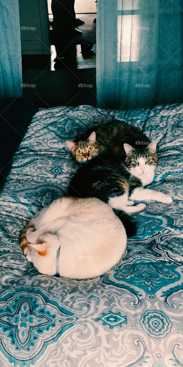 three house cat owning their bed