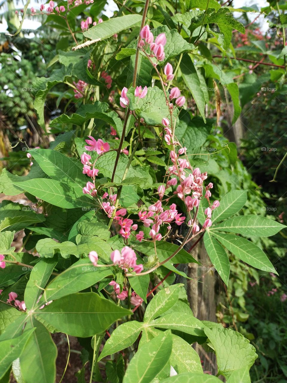 My flower. Padang Indonesia, West Sumatra, 11/07/2022