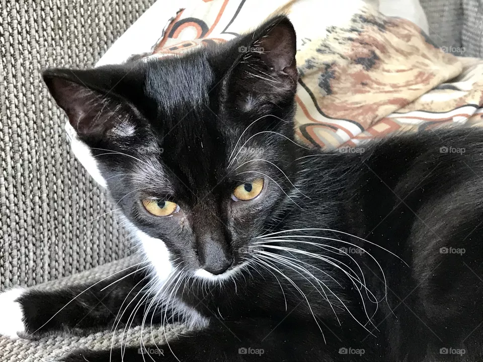 Kitten