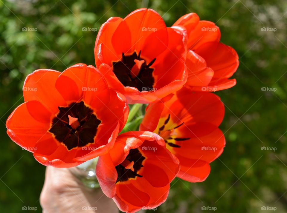 fantastic red tulips in the hand green background