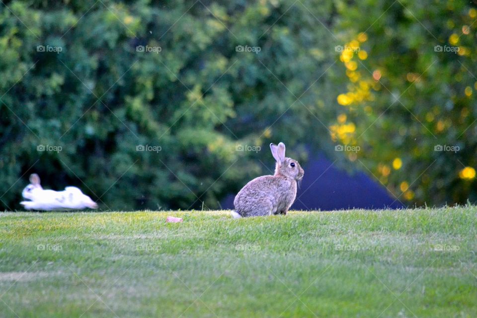 Rabbits in green grass