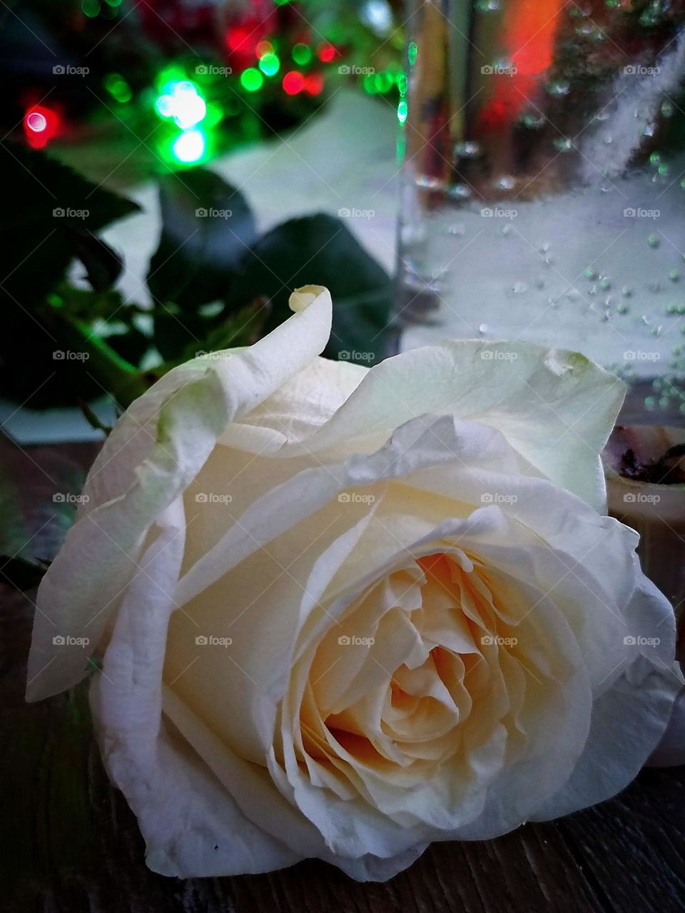 Bud of a white rose.  Multi-colored garlands glow in the background.