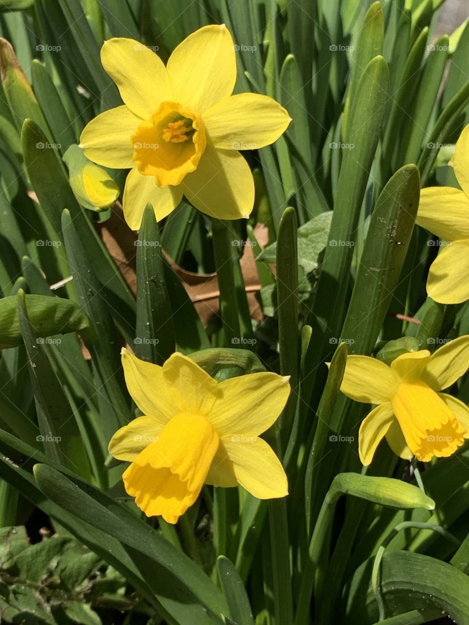 Spring is coming look at these beautiful flowers 