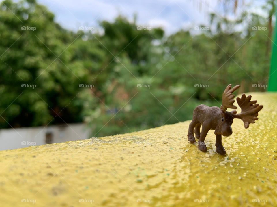 Móose in a yellow floor 