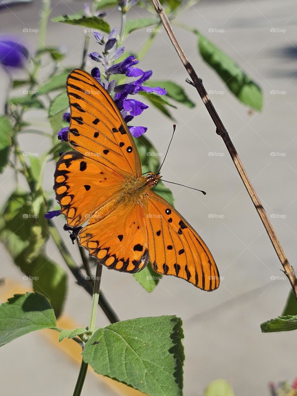 Passion Butterfly or Gulf fritillary (Agraulis vanillae) is so beautiful!! The best name obviously being Passion butterfly for its bright, shiny orange wings. This one is in Argentina and feeding on lovely purple Salvia officinalis.