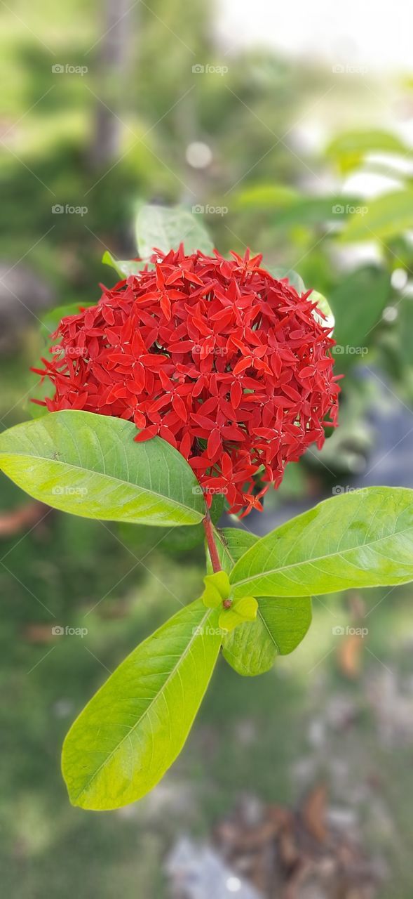 The beautiful focus of flowers